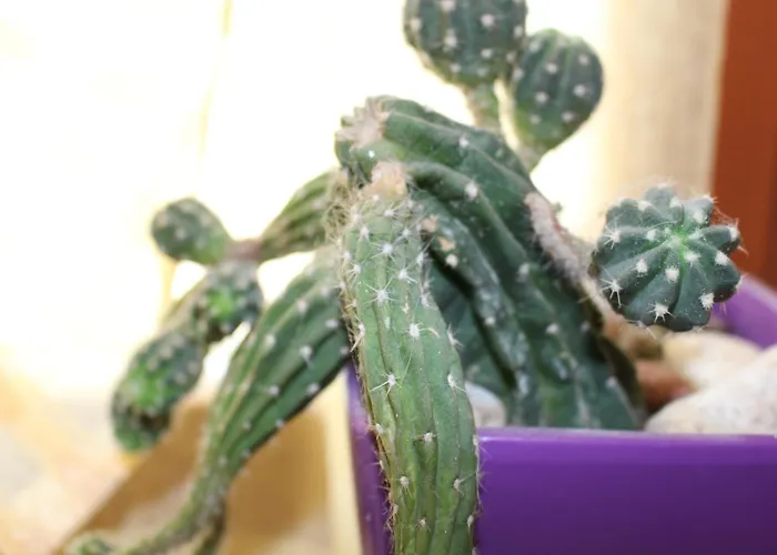 B&B Acero Rosso San Giovanni Lupatoto